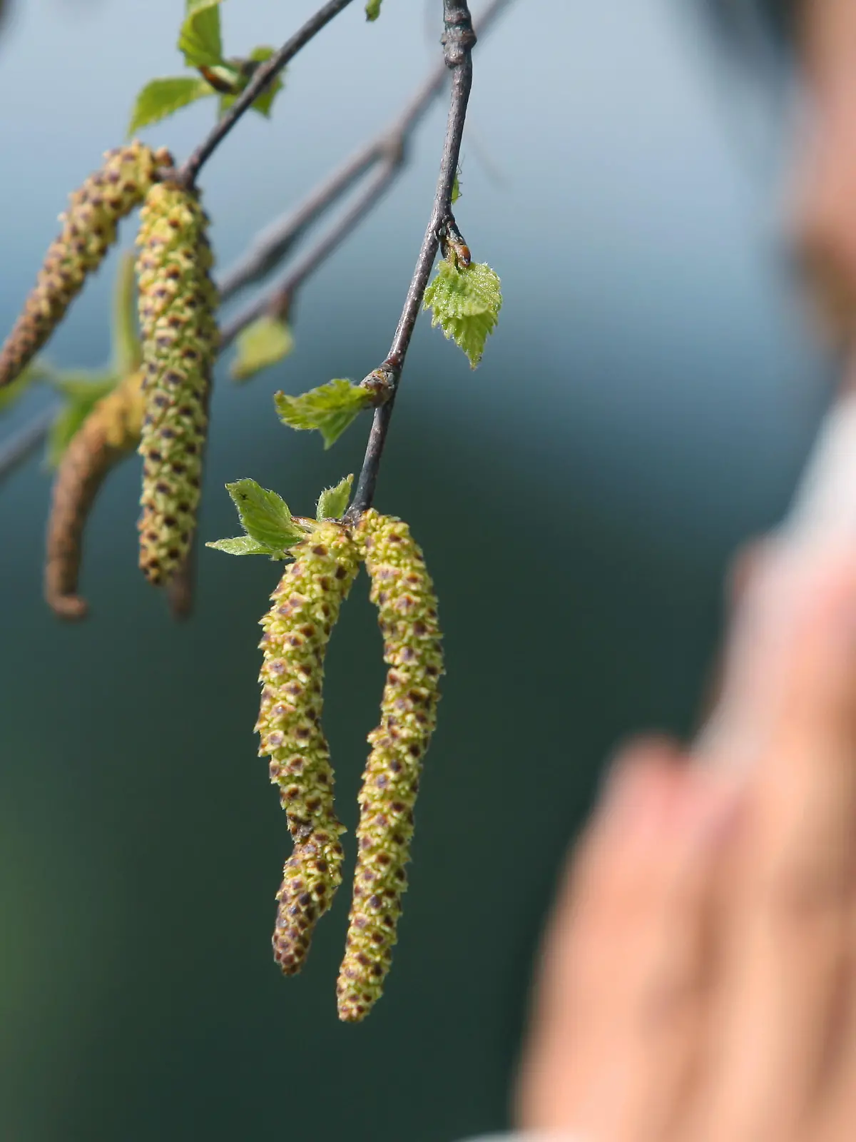 ARCHIV - Eine Frau schneuzt bei Oy-Mittelberg im Allgäu hinter einer Birkenblüte in ein Taschentuch (Archivfoto vom 08.05.2006). Obwohl der Frühling noch nicht richtig da ist, sind die Allergiker schon pollengeplagt. Allerdings habe die Belastung dieses Jahr nicht sonderlich früh angefangen, so der Deutschen Wetterdienst (DWD) in Freiburg. Foto: Karl-Josef Hildenbrand dpa/lsw (zu lsw-Meldung: "Hasel- und Erlenpollen unterwegs, in drei Wochen kommen die Birkenpollen" vom 14.03.2009)   +++(c) dpa - Bildfunk+++