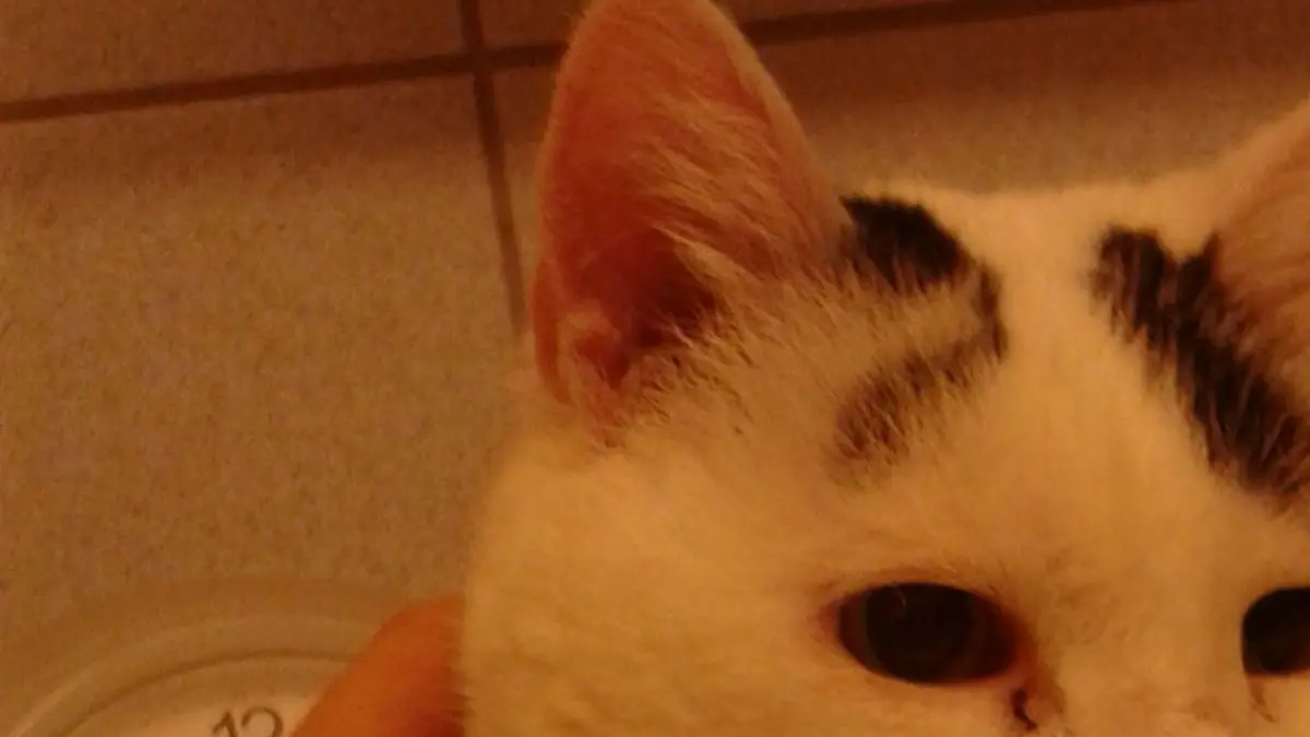 übergewichtige Katze Molly in Kölner Tierheim