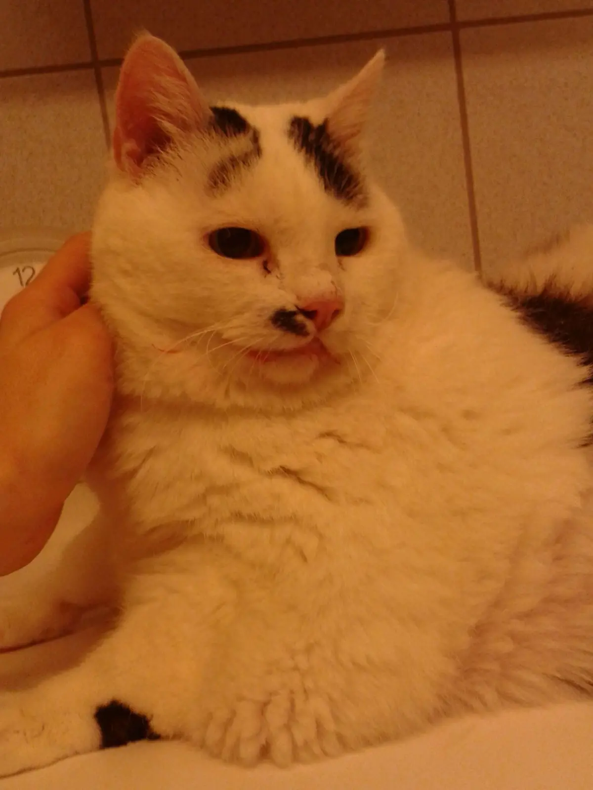 übergewichtige Katze Molly in Kölner Tierheim