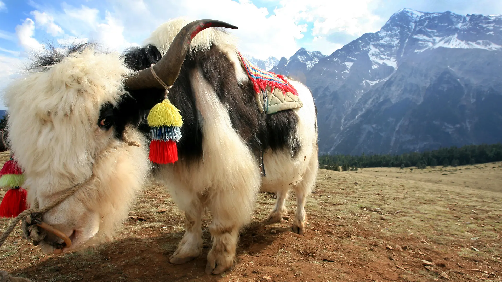 Yak-Wolle