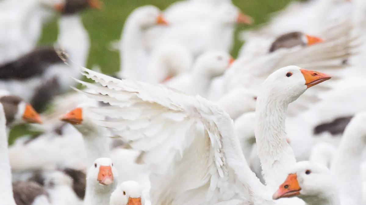 ARCHIV - Gänse laufen am 19.10.2016 über ein Feld eines landwirtschaftlichen Betriebes in Hellendorf in der Wedemark bei Hannover (Niedersachsen). (zu dpa «Geflügelbranche will Ende des Stopfleber-Verkaufs in Deutschland» vom 14.11.2016) Foto: Julian Stratenschulte/dpa +++(c) dpa - Bildfunk+++
