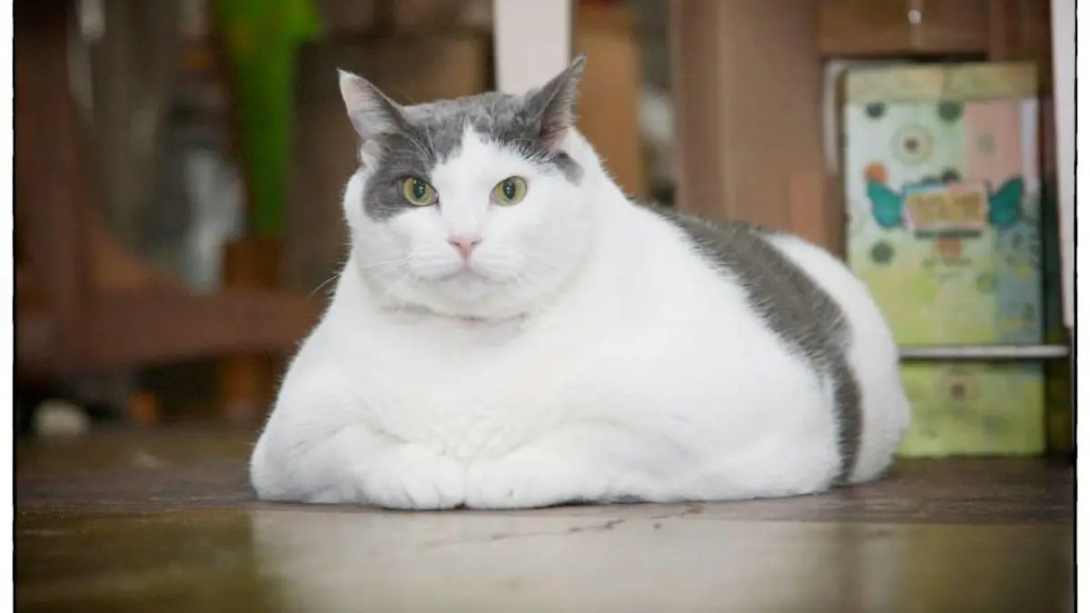 Dickste Katze Quelle Facebook2