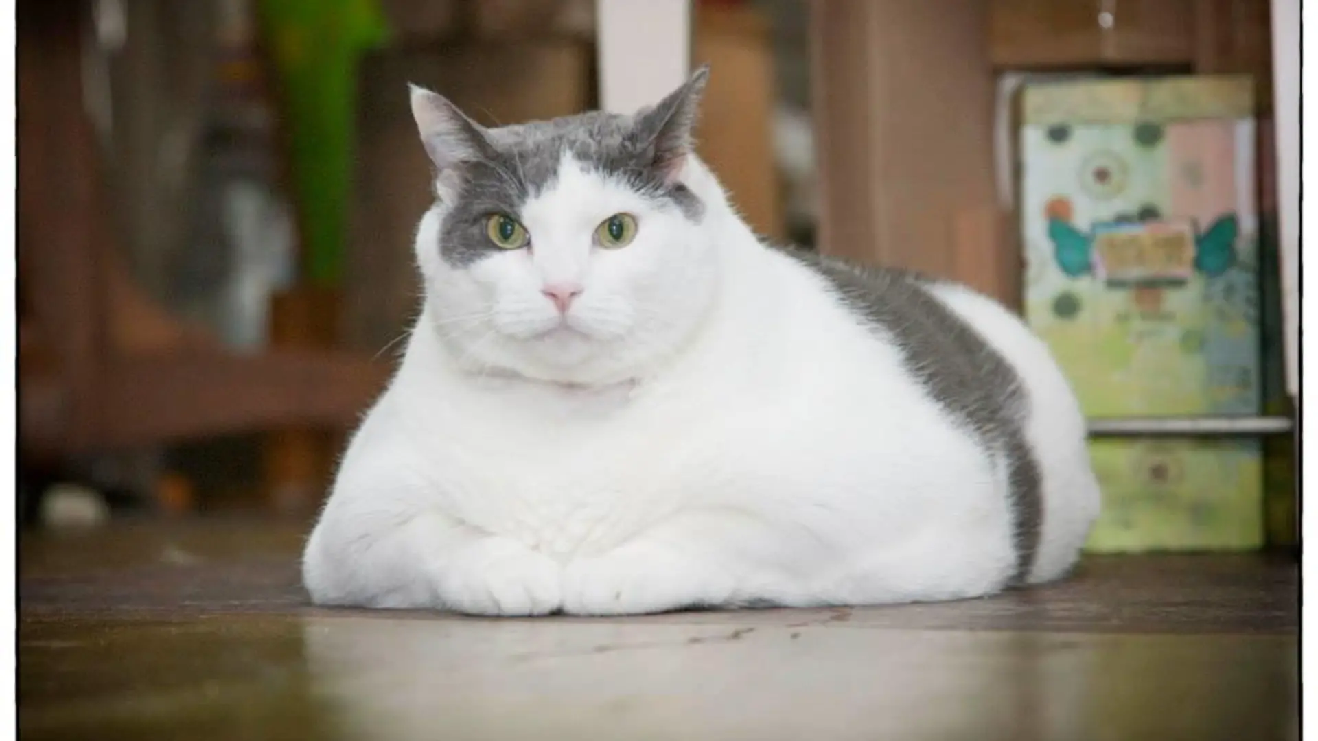 Dickste Katze Quelle Facebook2