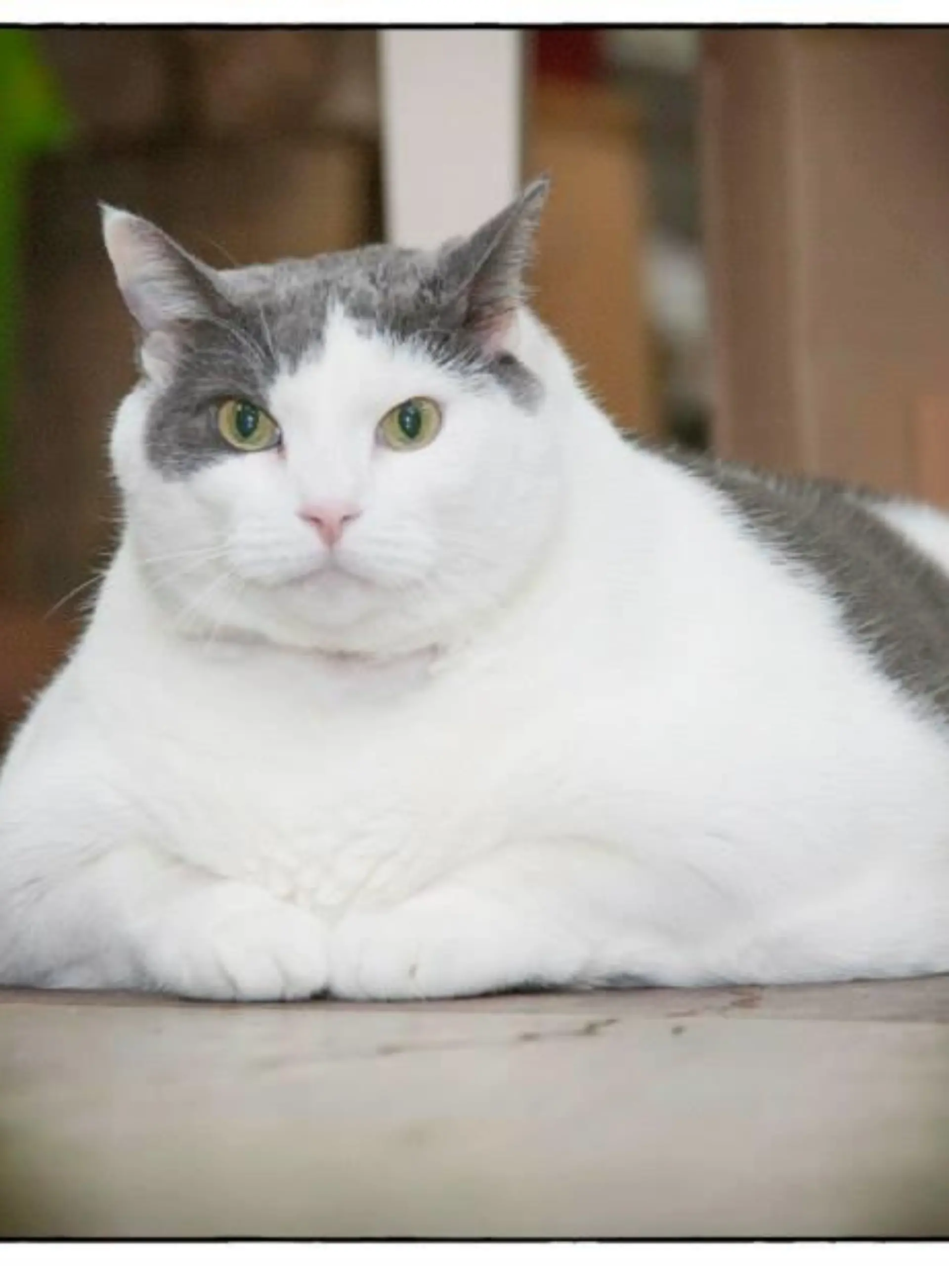 Dickste Katze Quelle Facebook2