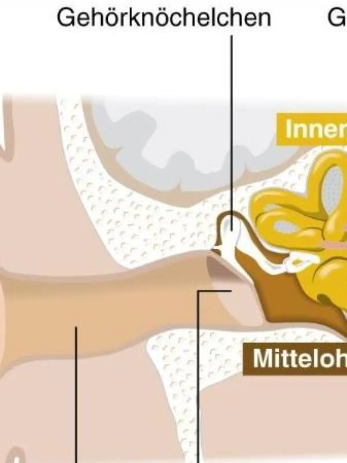 Die Haarzellen, die Schallwellen in elektrische Impulse umwandeln, liegen im Innenohr. Funktionieren die Haarzellen nicht mehr richtig, kann es zu einem Hörsturz kommen. Foto: dpa-infografik
