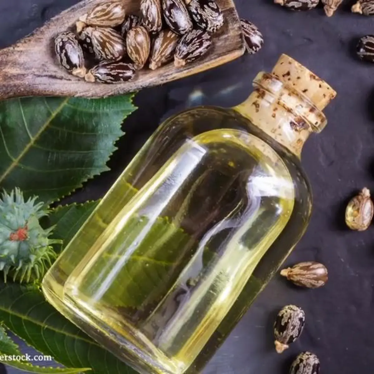 Rizinusöl Logo von Rizinusöl