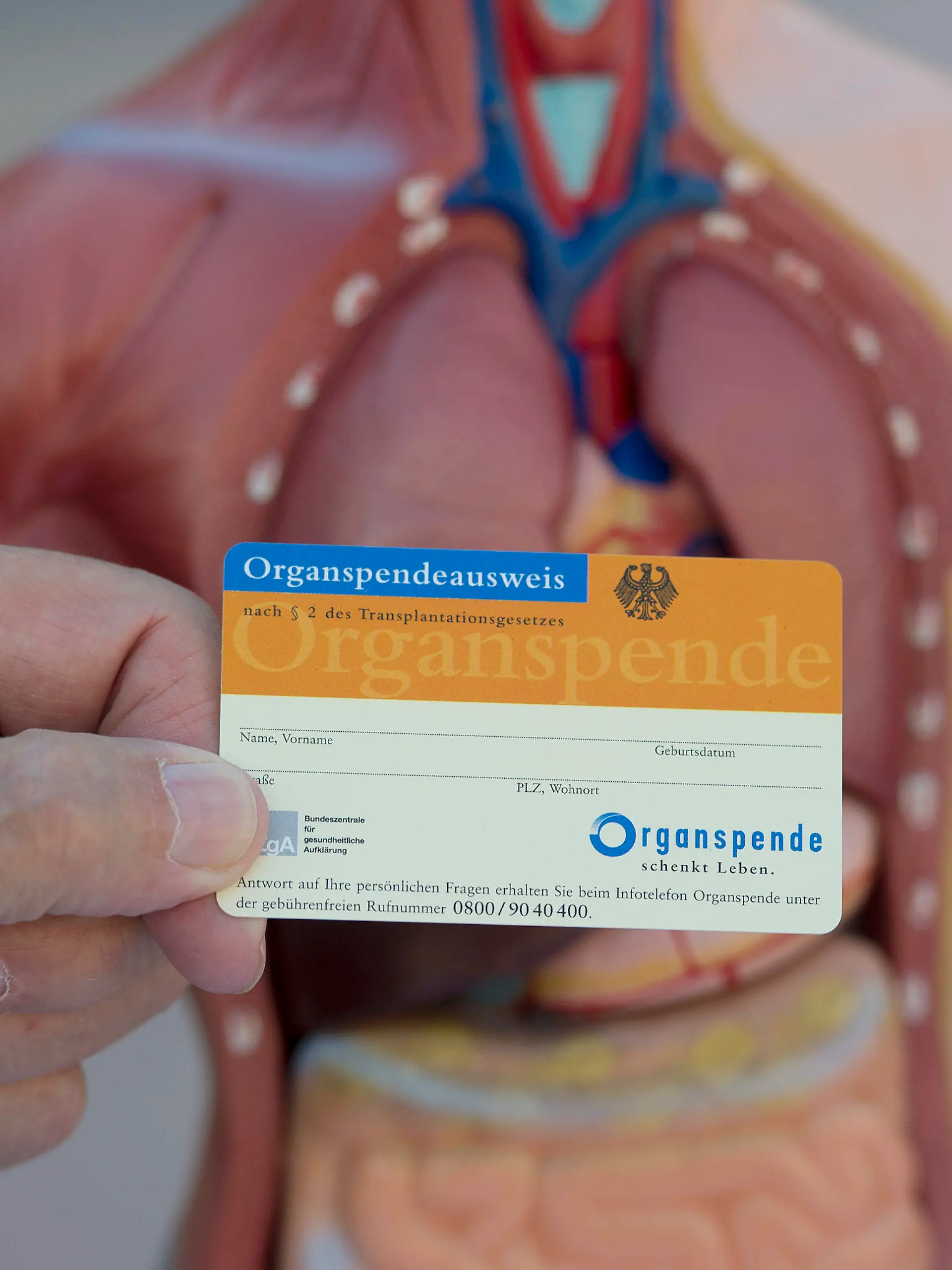 ARCHIV - Ein Organspendeausweis, aufgenommen am 07.06.2014 in Stuttgart (Baden-Württemberg) beim Tag der Organspende, vor dem Modell eines menschlichen Torso. Foto: Daniel Maurer/dpa  (zu dpa "10. Jahreskongress der Deutschen Stiftung Organtransplantation" vom 03.10.2014) +++(c) dpa - Bildfunk+++