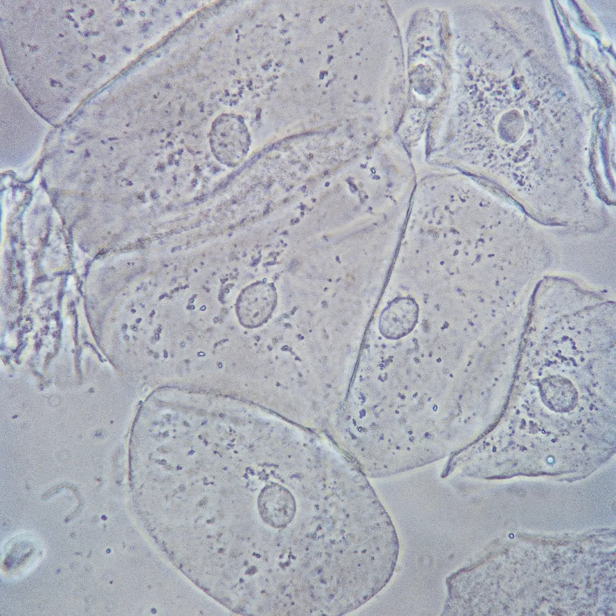 Osmose Logo von Osmose