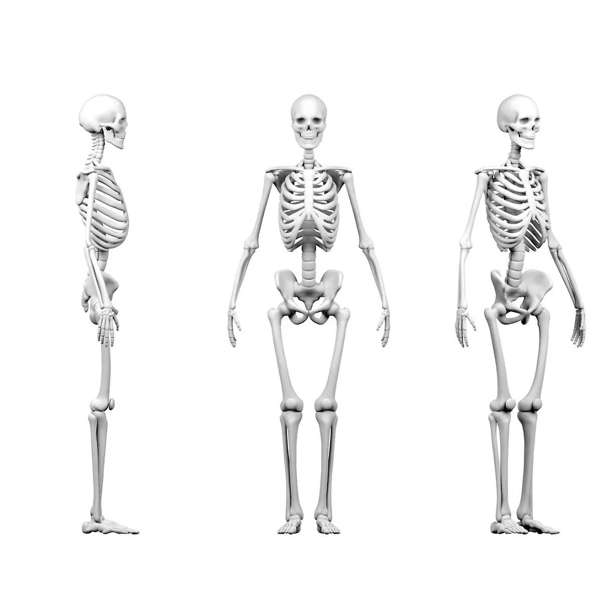 Skelett Logo von Skelett