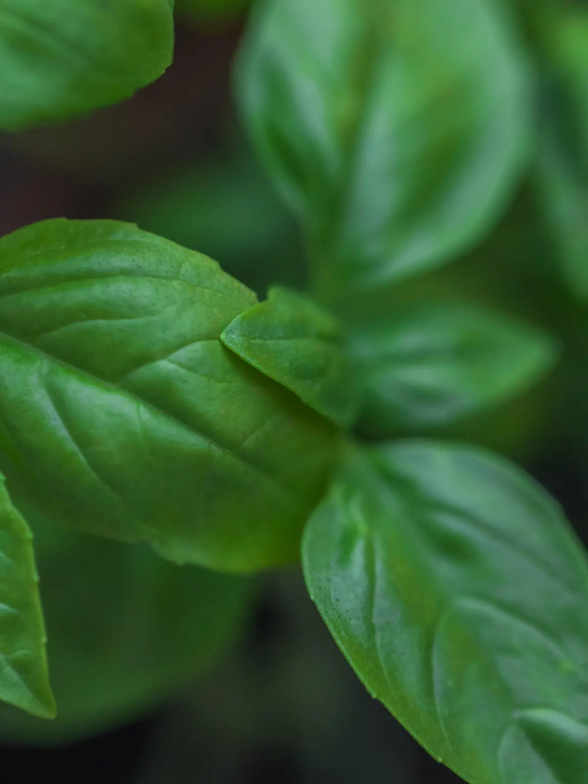 Basil leaves, close-up PUBLICATIONxINxGERxSUIxAUTxHUNxONLY MMAF00792  