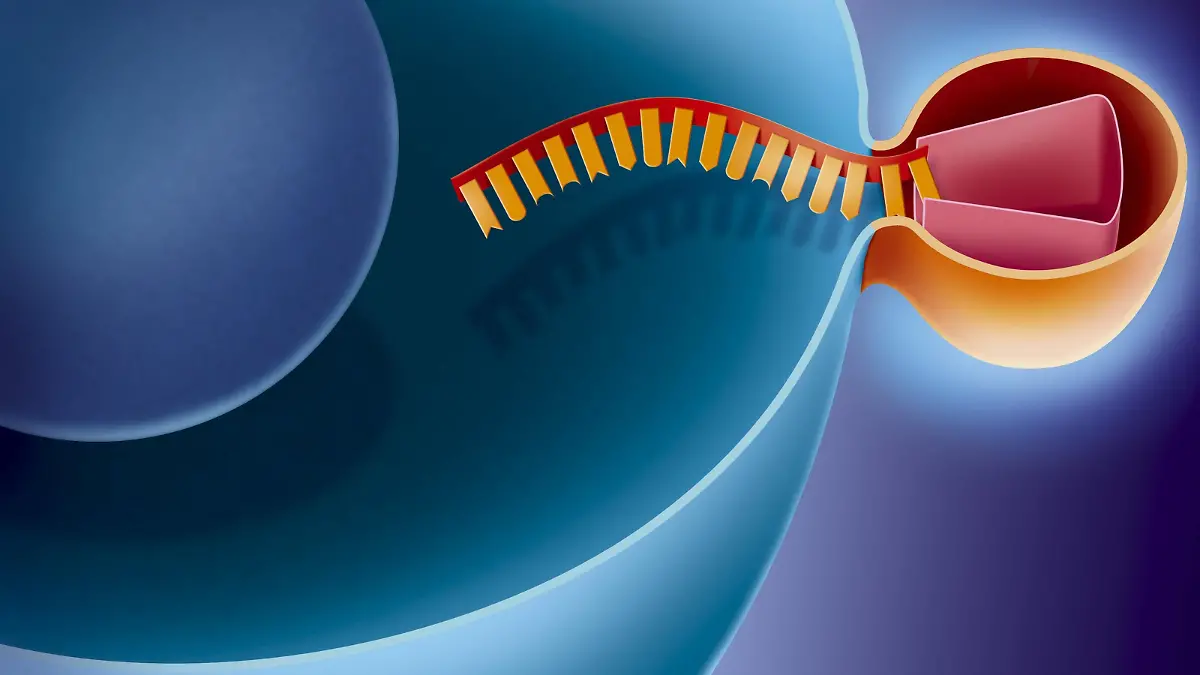 Interfering RNA (RNAi) - stage 1. Penetration of a virus (orange) in a human cell-host (blue) to replicate. The interfering RNA is a mean for the cell to destroy the RNA parasites (viruses RNA, transposons). A proteic complex, associated to a fragment of RNA, slinks to the molecule of the virus RNA or transposon. The latter is then cut by the endonuclease activity of RISC (cleavage) then destroyed. The cell then eliminates all foreign RNA. RNA interference is currently under study to turn off individual gene expression (silencing) in the framework of the development of new therapies. See. images 1072907, 1073007, 1073107, 1073207, 1073307 and 1073407 for the detailed explanation of the RNA interference. | Verwendung weltweit, Keine Weitergabe an Wiederverkäufer.