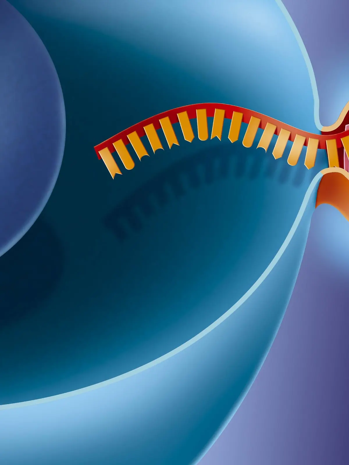 Interfering RNA (RNAi) - stage 1. Penetration of a virus (orange) in a human cell-host (blue) to replicate. The interfering RNA is a mean for the cell to destroy the RNA parasites (viruses RNA, transposons). A proteic complex, associated to a fragment of RNA, slinks to the molecule of the virus RNA or transposon. The latter is then cut by the endonuclease activity of RISC (cleavage) then destroyed. The cell then eliminates all foreign RNA. RNA interference is currently under study to turn off individual gene expression (silencing) in the framework of the development of new therapies. See. images 1072907, 1073007, 1073107, 1073207, 1073307 and 1073407 for the detailed explanation of the RNA interference. | Verwendung weltweit, Keine Weitergabe an Wiederverkäufer.