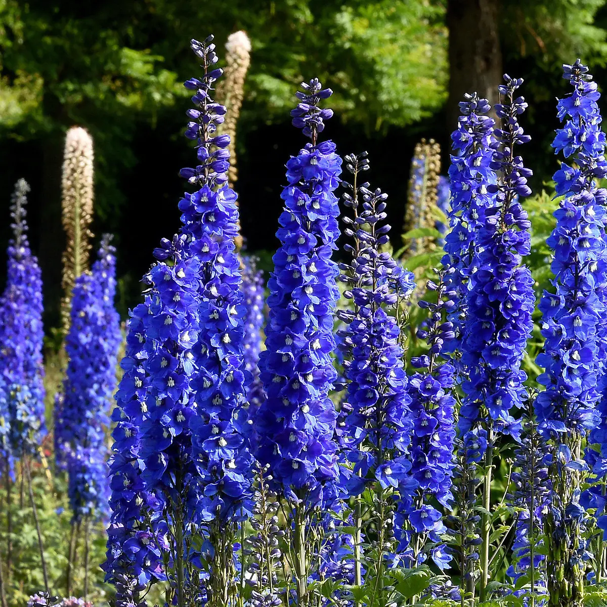 Rittersporn Logo von Rittersporn