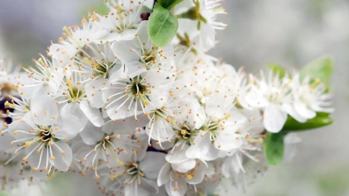 Weißdorn-Blüten