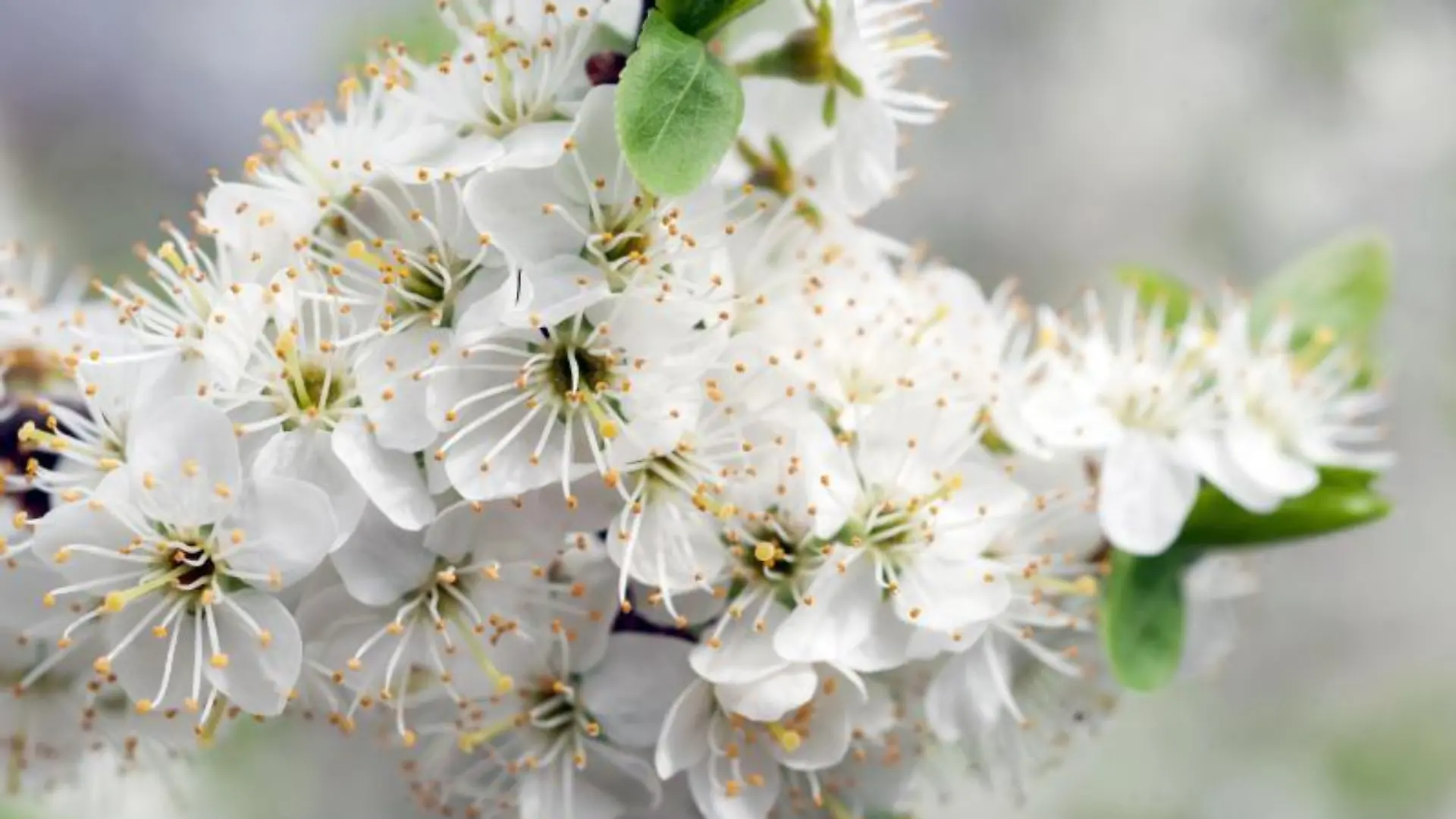 Weißdorn-Blüten