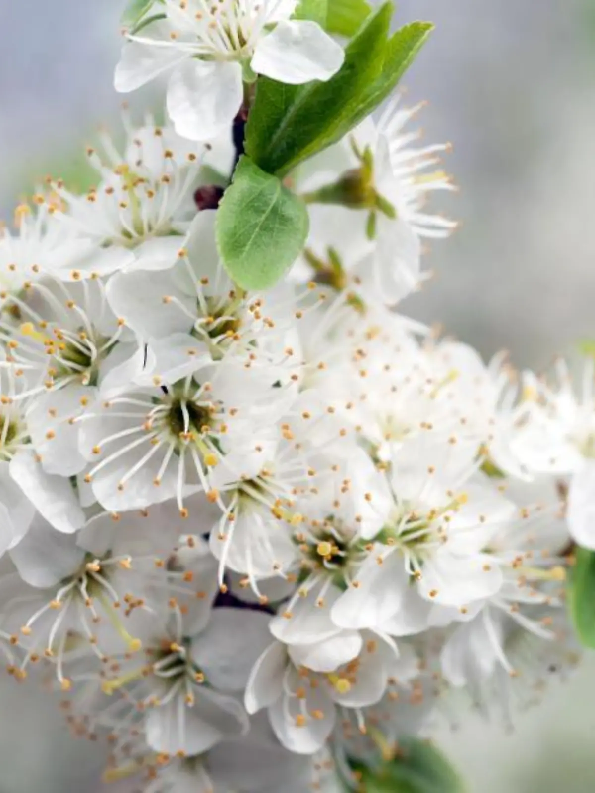 Weißdorn-Blüten