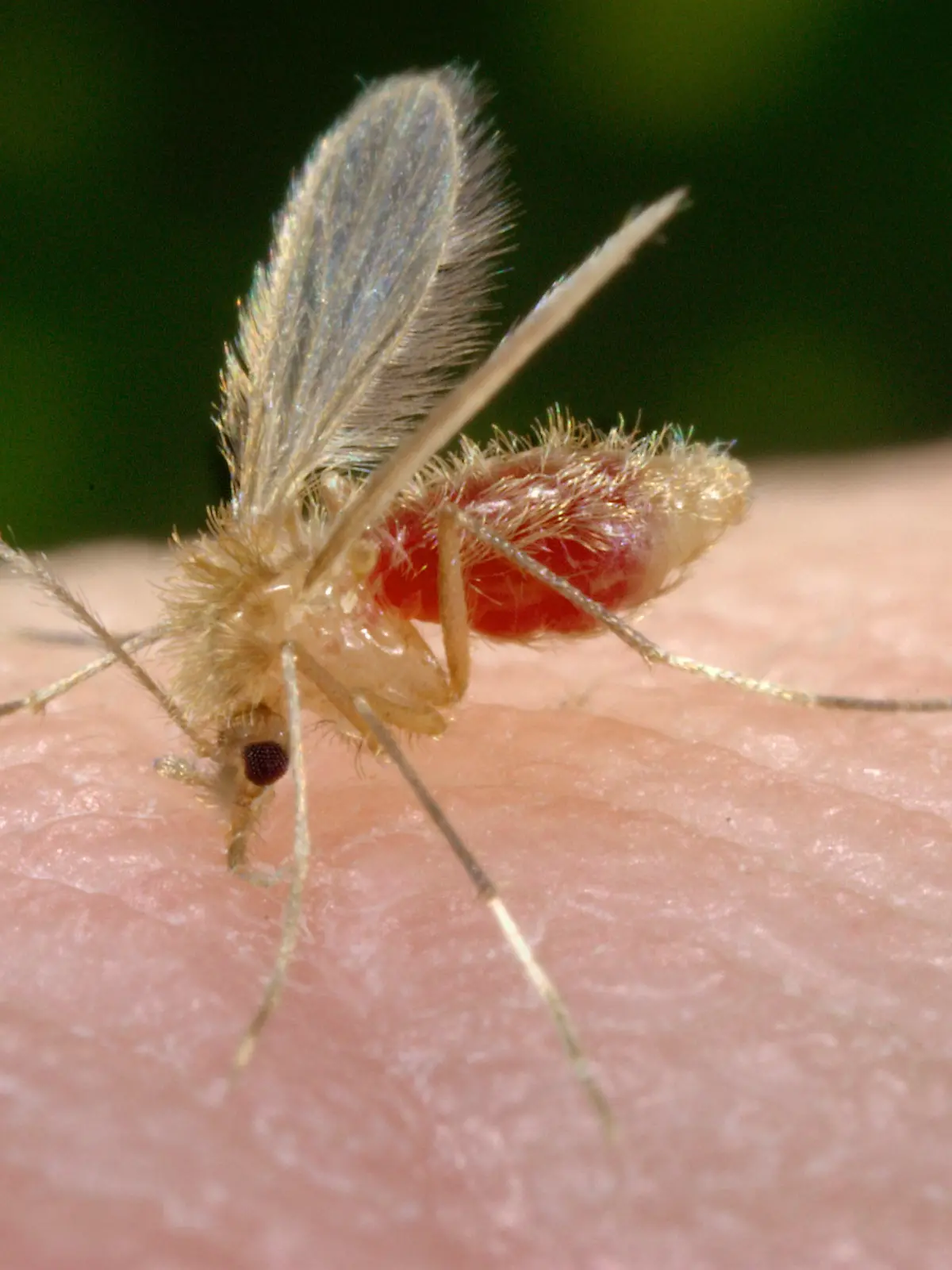 HANDOUT - Das Handout vom 18.04.206 zeigt eine Sandfliege (Phlebotomus papatasi) beim Blutsaugen. Der potenzielle Überträger der Infektionserkrankung Leishmaniose dringt weiter nach Norden vor und ist inzwischen in Hessen angekommen. Foto: Frank Collins/CDC(Centers for Desease Control and Prevention)/dpa (zu lhe «Sandmücken in Hessen angekommen - potenzielle Krankheitsüberträger» vom 04.08.2014) ACHTUNG - Nur zur redaktionellen Verwendung und nur im Zusammenhang mit der aktuellen Berichterstattung und nur mit Nennung der Quelle: Frank Collins/CDC(Centers for Desease Control and Prevention) +++(c) dpa - Bildfunk+++