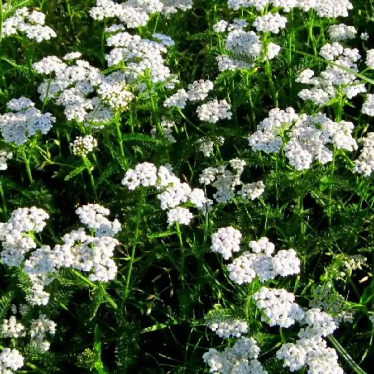 Schafgarbe Logo von Schafgarbe