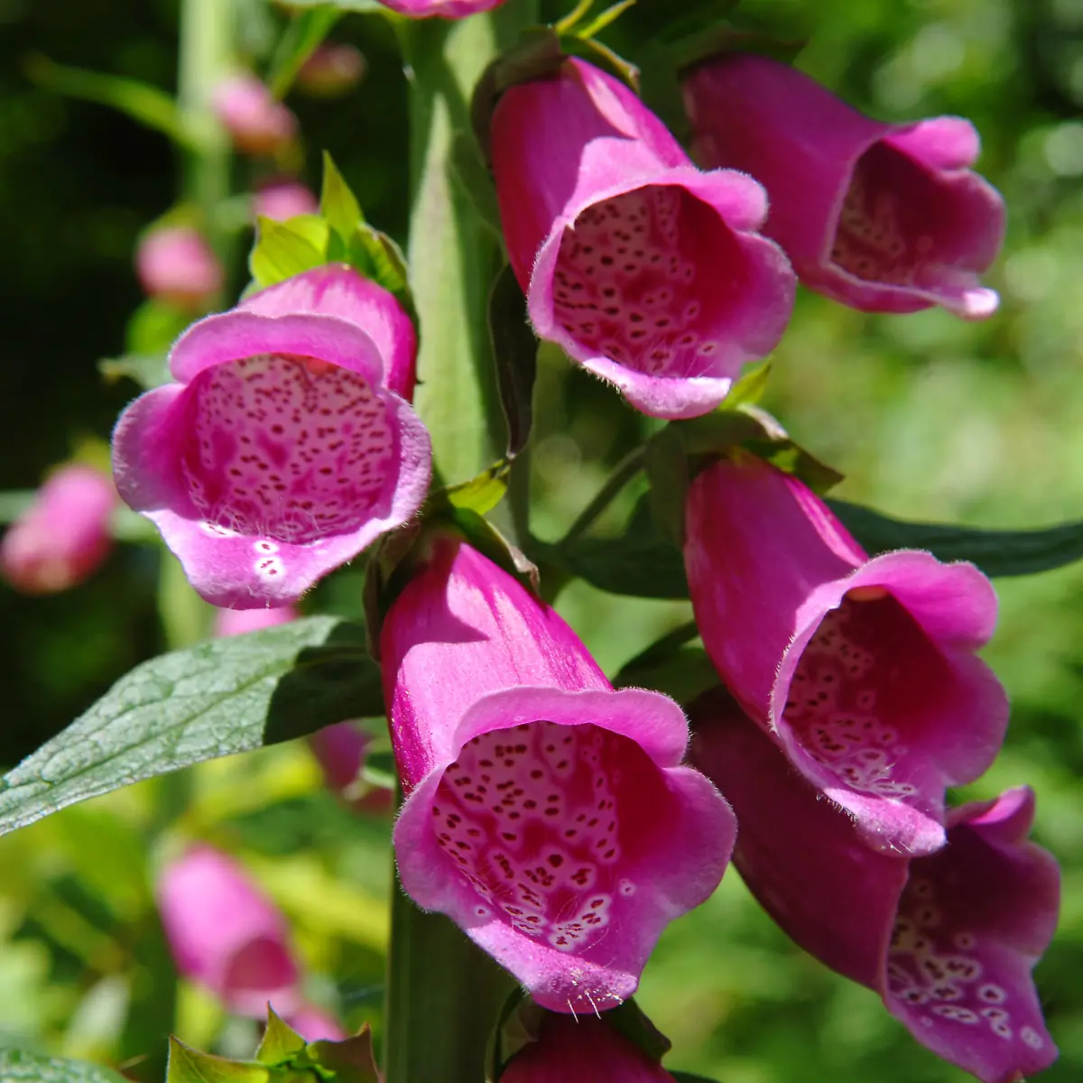 Fingerhut Logo von Fingerhut