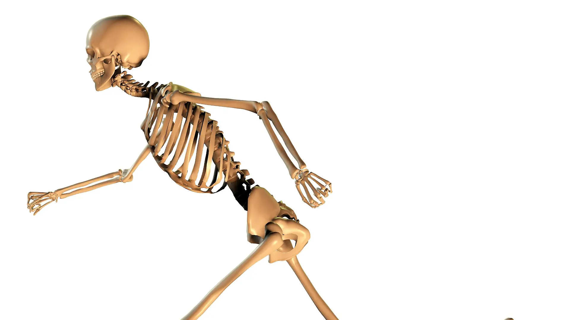 Human Anatomy | Verwendung weltweit