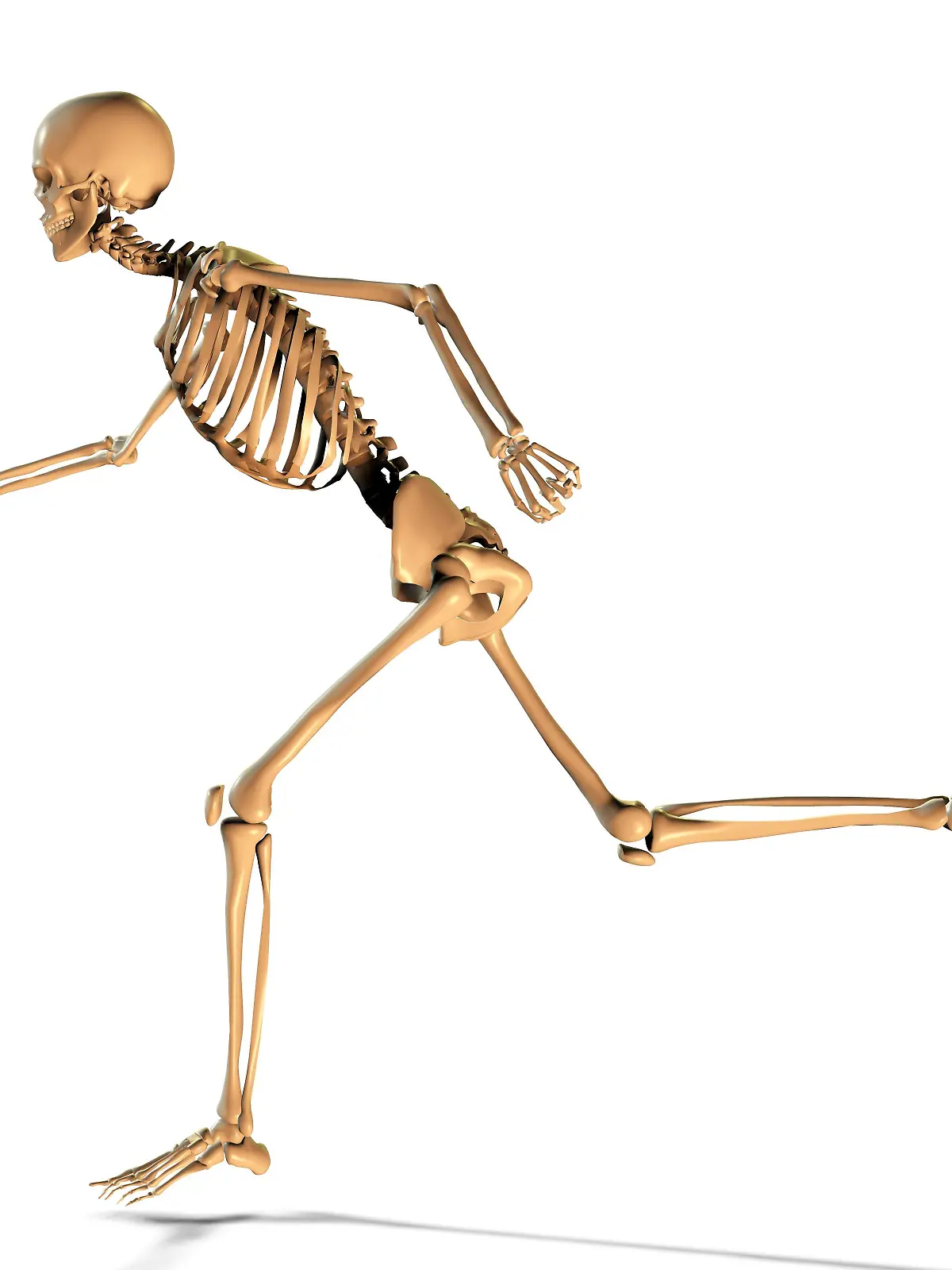 Human Anatomy | Verwendung weltweit