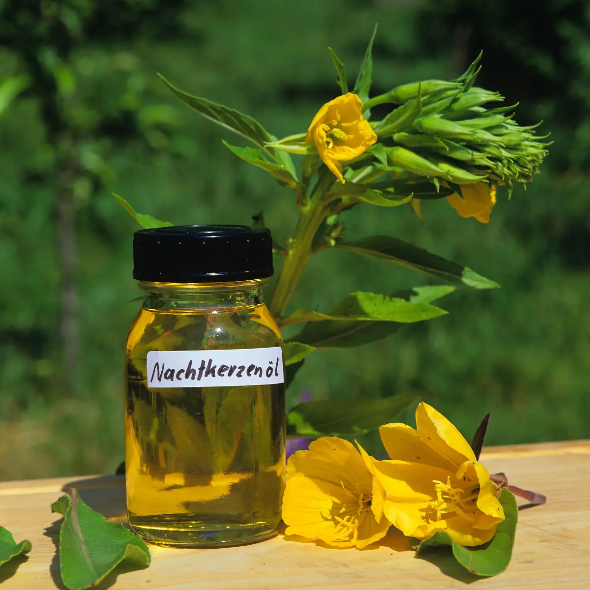 Nachtkerzenöl Logo von Nachtkerzenöl