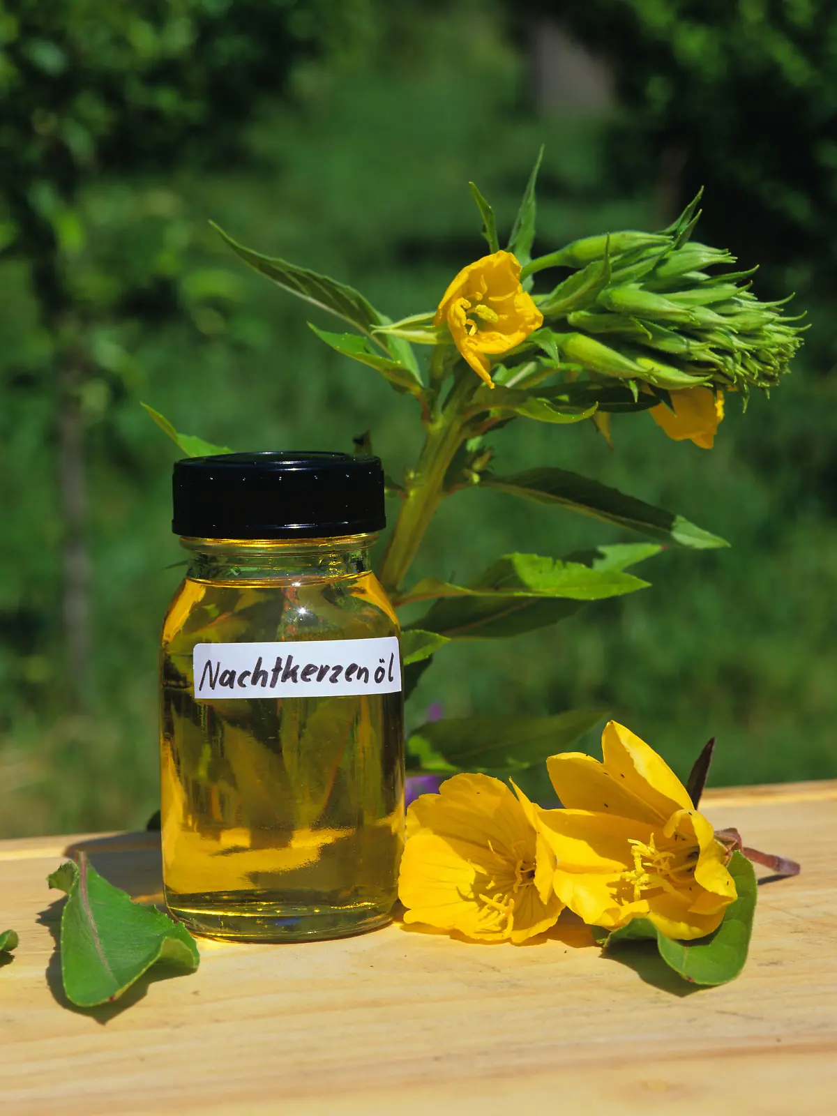 Gemeine Nachtkerze, Glas mit Nachtkerzenoel / (Oenothera biennis) / Nachtkerzenöl | Verwendung weltweit