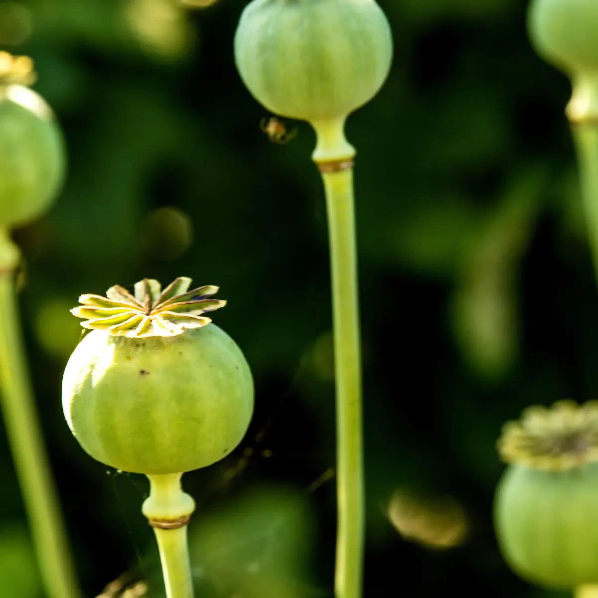 Opium Logo von Opium