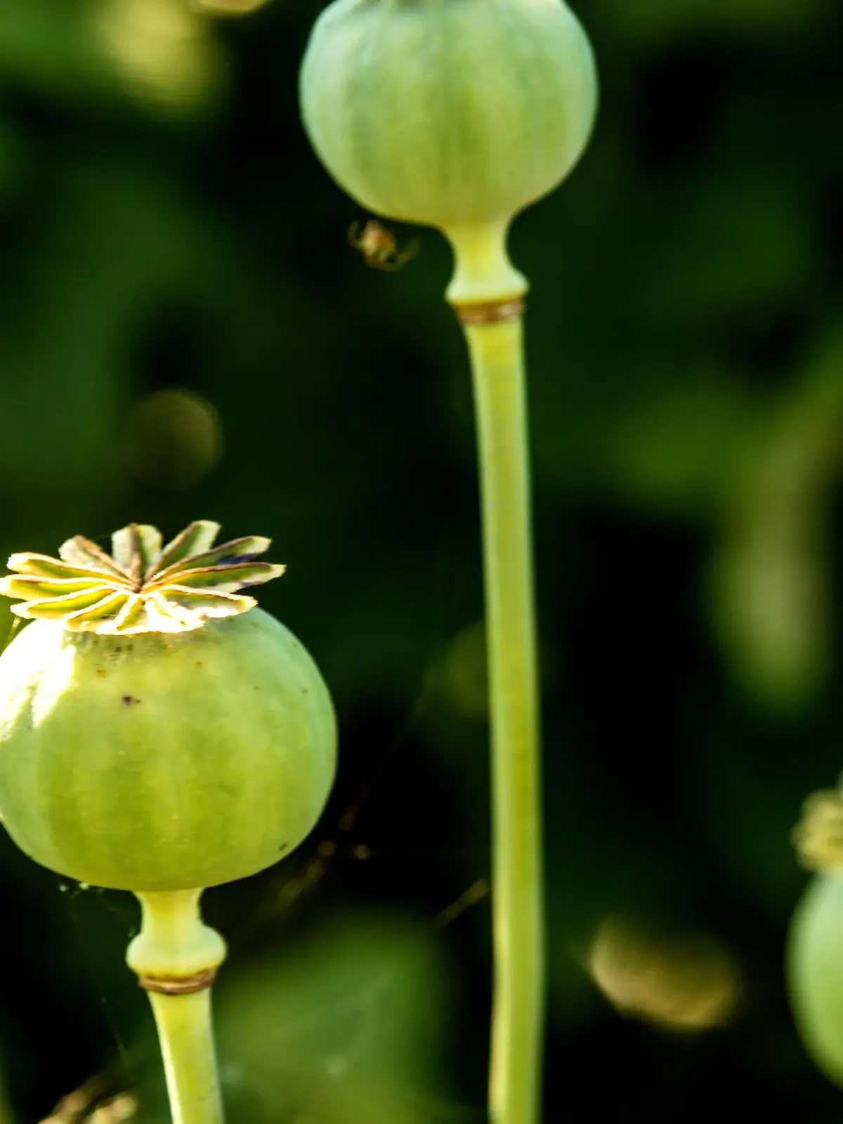 Schlafmohn, Kapseln | Verwendung weltweit