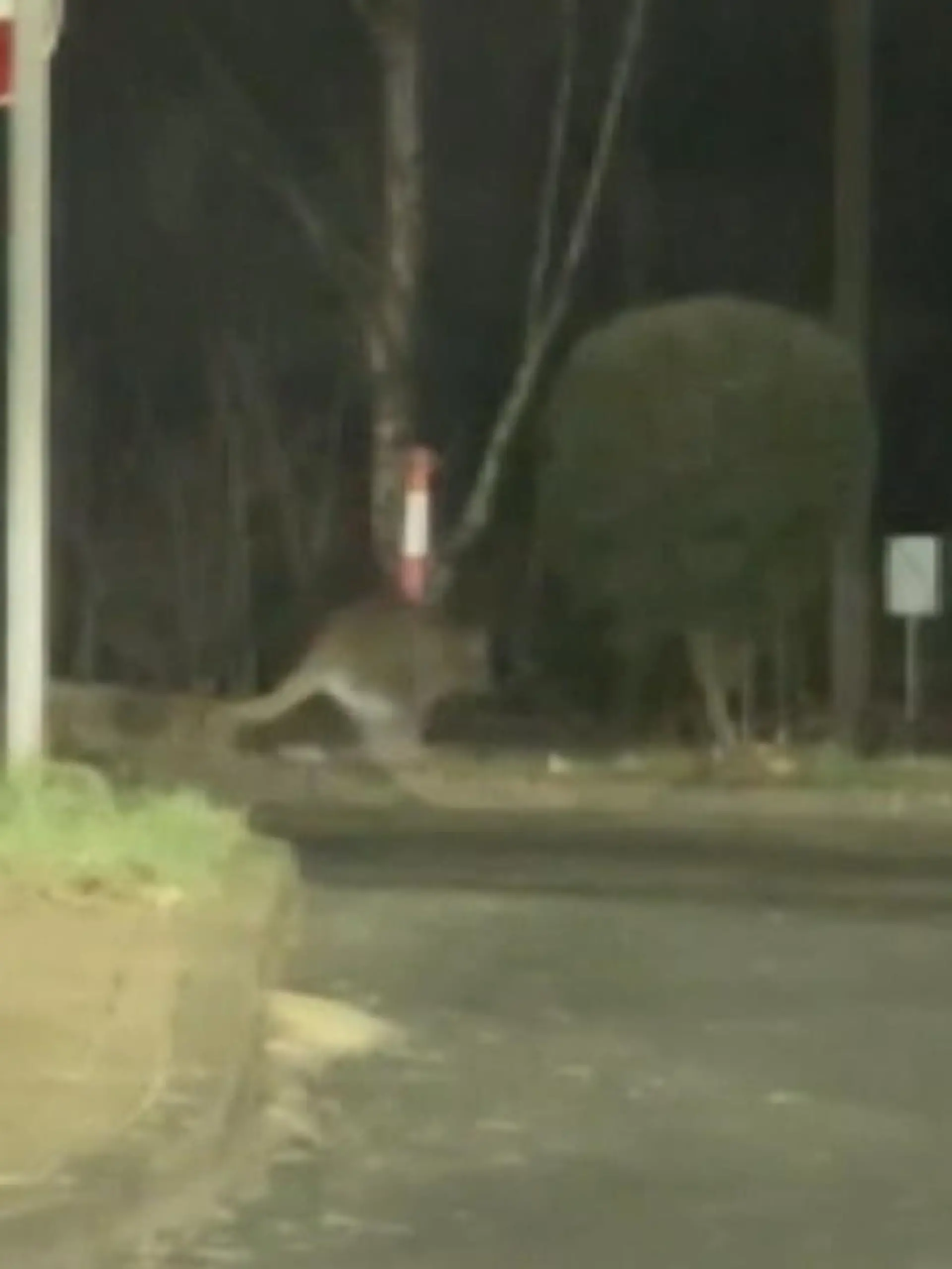 Von wegen Down Under. Dieses Känguru wurde in Dollbergen gesichtet. Genau, und das ist unsere letzte Spur von diesem Frechdachs, beziehungsweise dem ausgebüxten Känguru. Und das treibt seit dem Wochenende sein Unwesen in der Nähe von Hannover und niemand weiß, wo es steckt. So ein Jammer.

Tja, einfach abgehauen, aber von wo? Keine Ahnung sagen umliegende Zoos und Tierparks. Noch fühlt sich niemand verantwortlich für das herrenlose Tier. Erste Erklärversuche für diese Hollywoodreife Flucht suchen wir bei Tierpflegerin Linda Wilhelm.

„Ein herrenloses Känguru könnte man auffinden, wenn es sich in der Gruppe nicht mehr wohlgefühlt hat. Arten diese Streitigkeiten aus können auch Kängurus über einen Zaun springen. 2 Meter sind kein Problem.“

Joa, das haben wir gemerkt. Und jetzt? Ein freilaufendes Känguru auf freiem Feld ist sehr schwer zu fangen. Und deswegen wurden auch extra Polizei und Feuerwehr alarmiert, nur leider mit bisher mittelmäßigem Erfolg. Bei unserer Ankunft hat sich das Känguru schon verflüchtigt und hat sich wohl so vor einem Zug so erschrocken, dass es in die Wallachei abgängig war.

Nach einer Stunde hat die Feuerwehr übrigens die Suche wieder eingestellt - und auch wir sind leider heute nicht fündig geworden. Die Bewohner von Dollbergen sollten also weiter die Augen offen halten, nach diesem ausgebüxten Känguru.