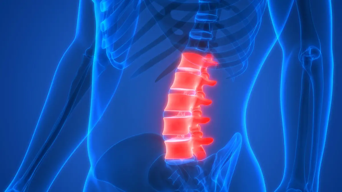 3D Illustration of Human Skeleton System Vertebral Column Anatomy