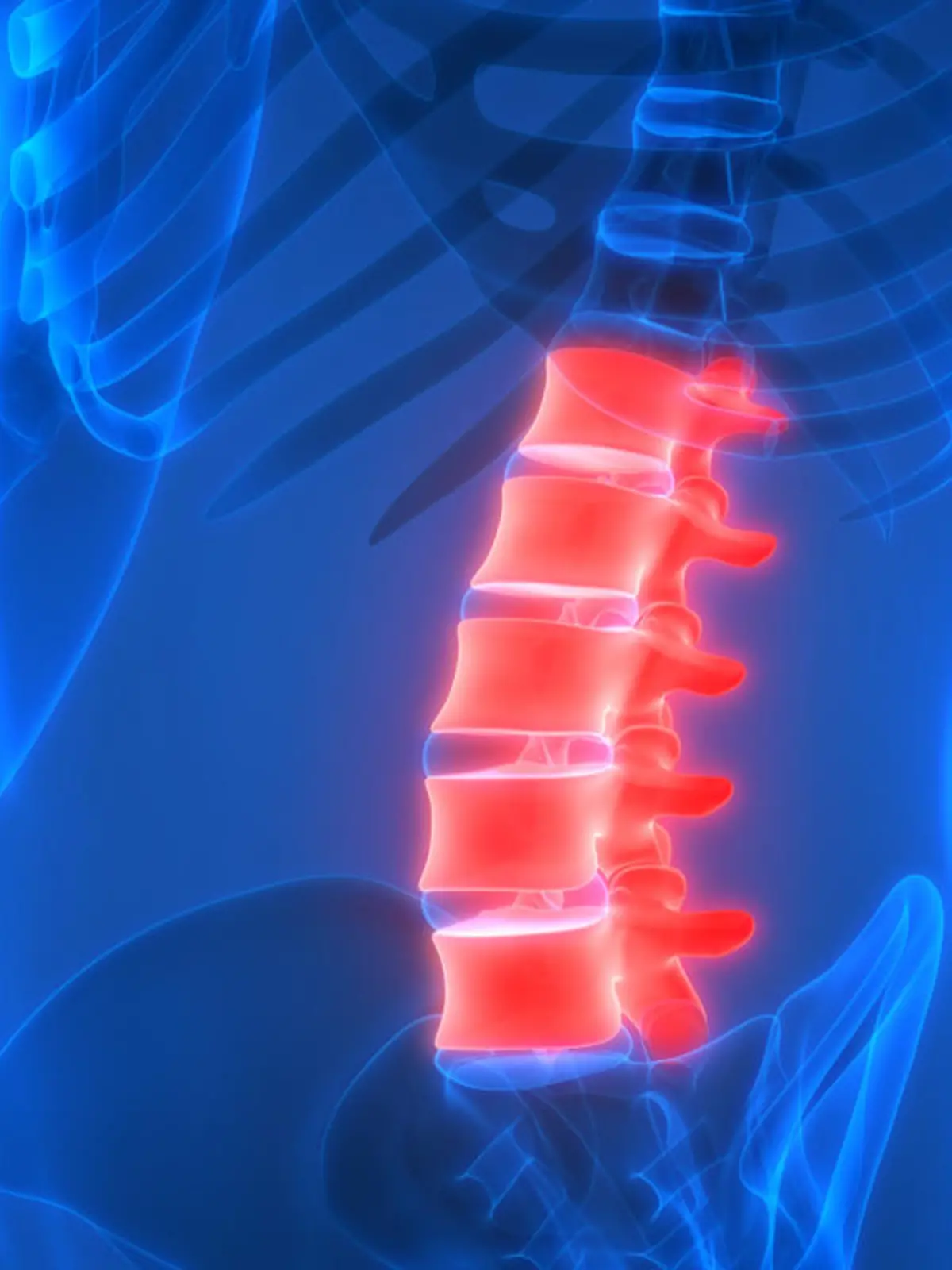 3D Illustration of Human Skeleton System Vertebral Column Anatomy