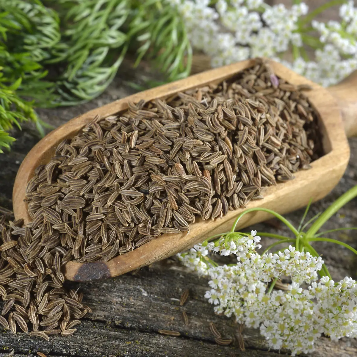 Kümmel Logo von Kümmel