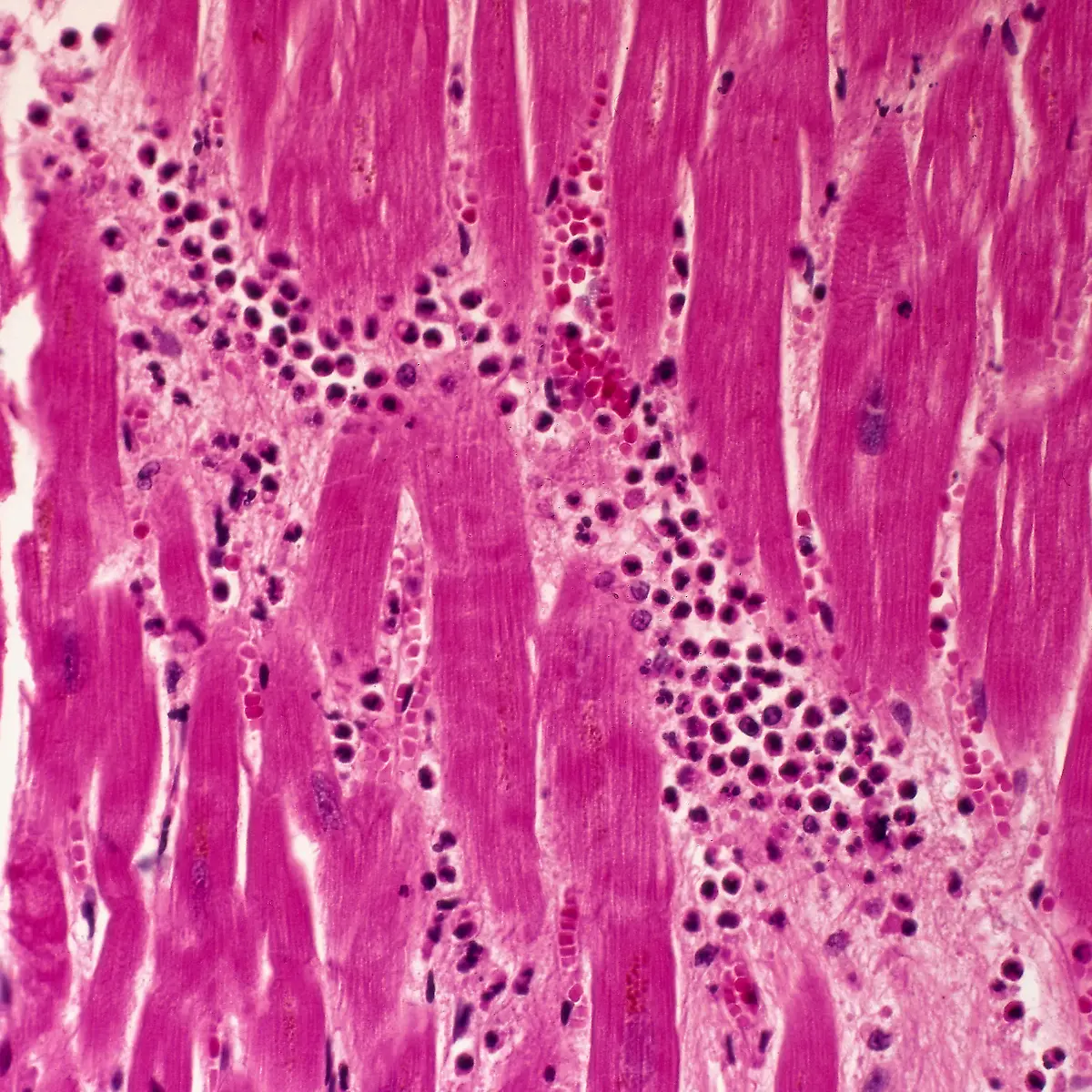 Nekrose Logo von Nekrose