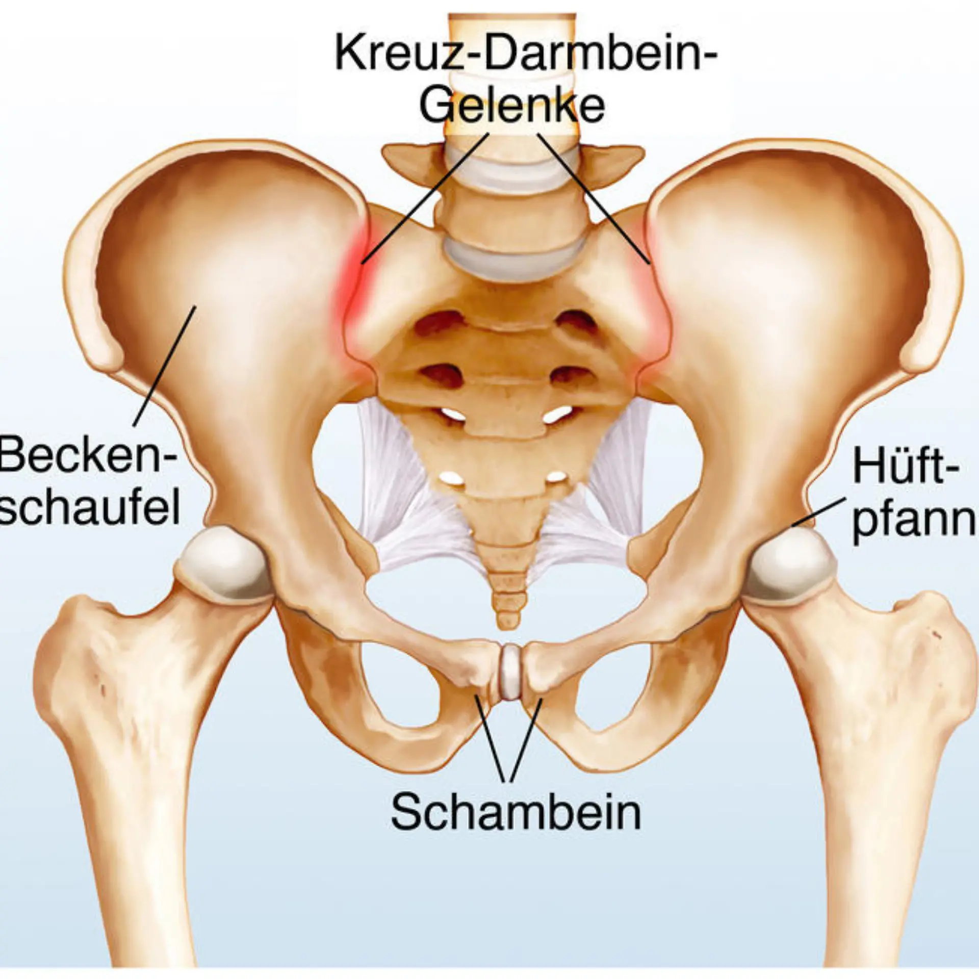 Schambein Logo von Schambein