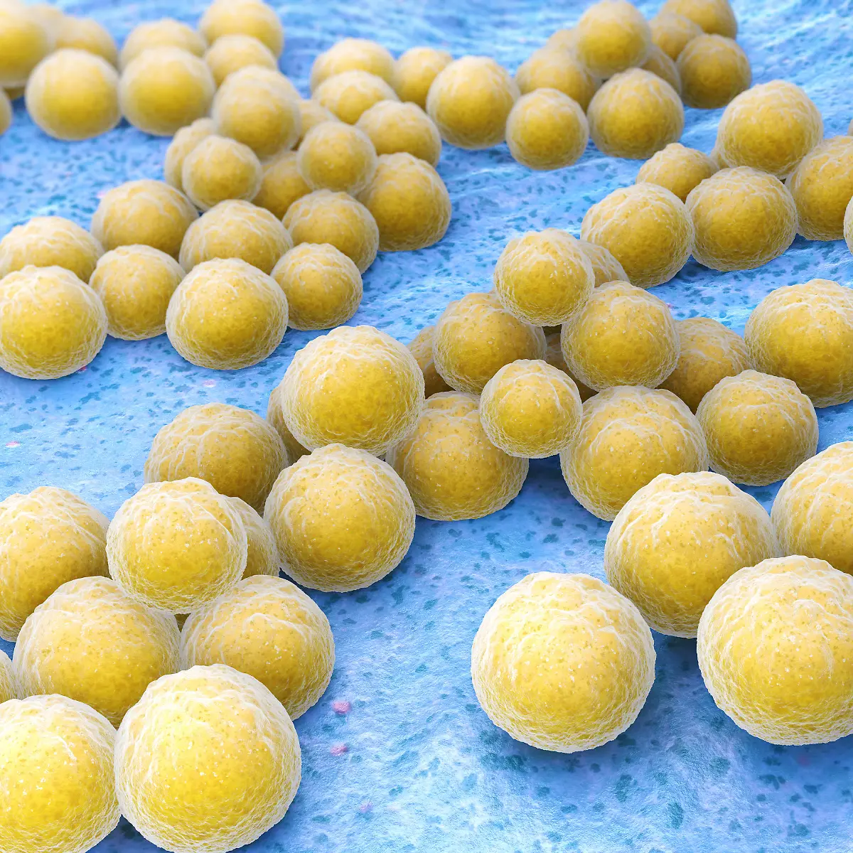 Staphylococcus aureus (MRSA) Logo von Staphylococcus aureus (MRSA)