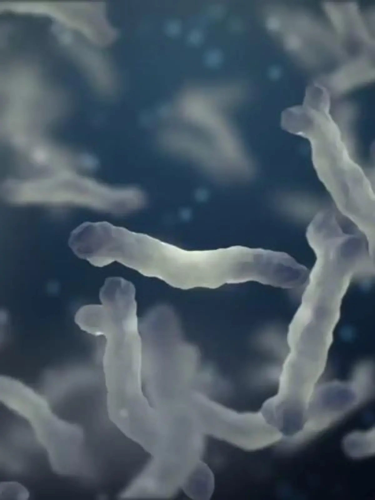 Bild zu: "E.coli (Escherichia coli)"