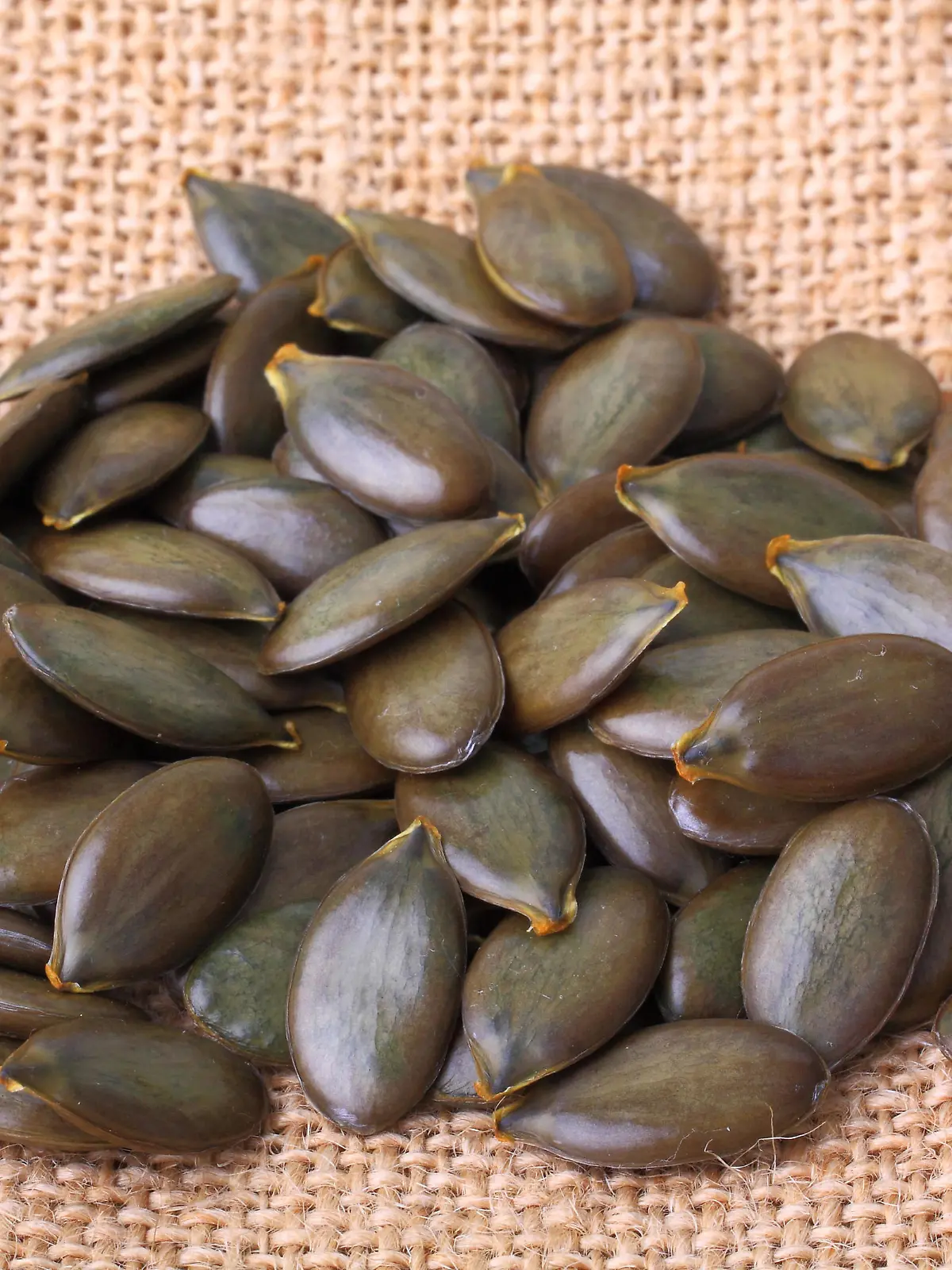 Steirischer Oelkuerbis, Steirischer Oel-Kuerbis (Cucurbita pepo var. styriaca), Kuerbiskerne aus einem Speisekuerbis der Sorte Steirischer Oelkuerbis, einer der wertvollsten Speisekuerbise, unter anderem zur Herstellung von Kuerbiskernoelen | styrian pumpkin, styrian oil pumpkin (Cucurbita pepo var. styriaca), seeds of pumpkin of cultivar Steirischer Oelkuerbis, Styrian oil pumpkin | Verwendung weltweit