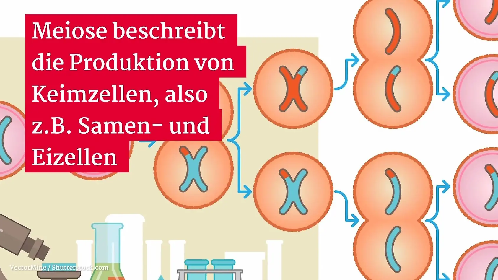 Was Ist Die Mitose Und Meiose Gesundheitslexikon: Was ist die Meiose? Ablauf und Zweck