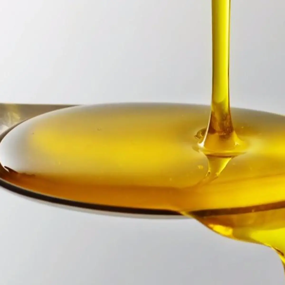 Lebertran Logo von Lebertran