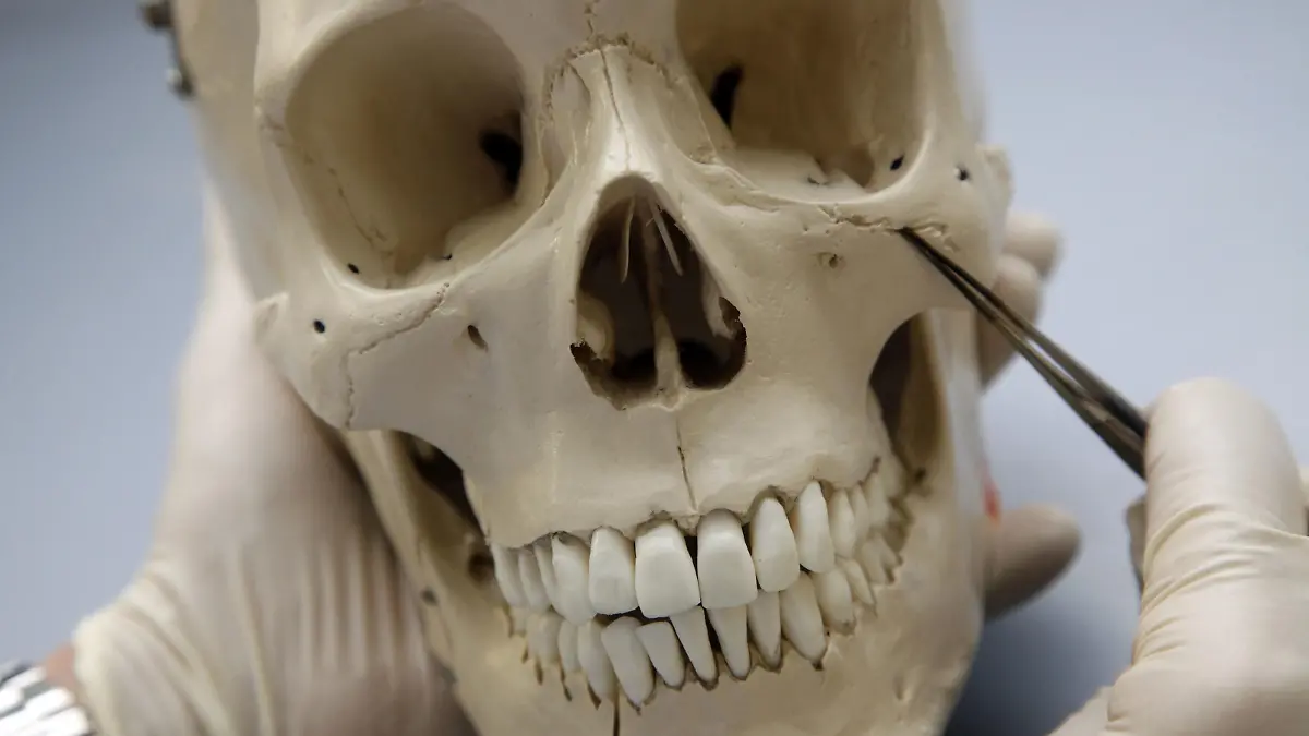 Jochbein eines menschlichen Schädels