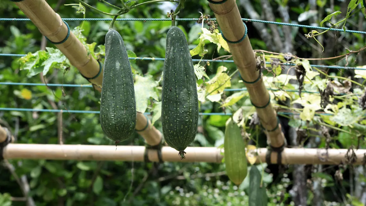 Schwammgurke / (Luffa aegyptiaca) / Luffa, Schwammkuerbis, Schwammkürbis | Verwendung weltweit