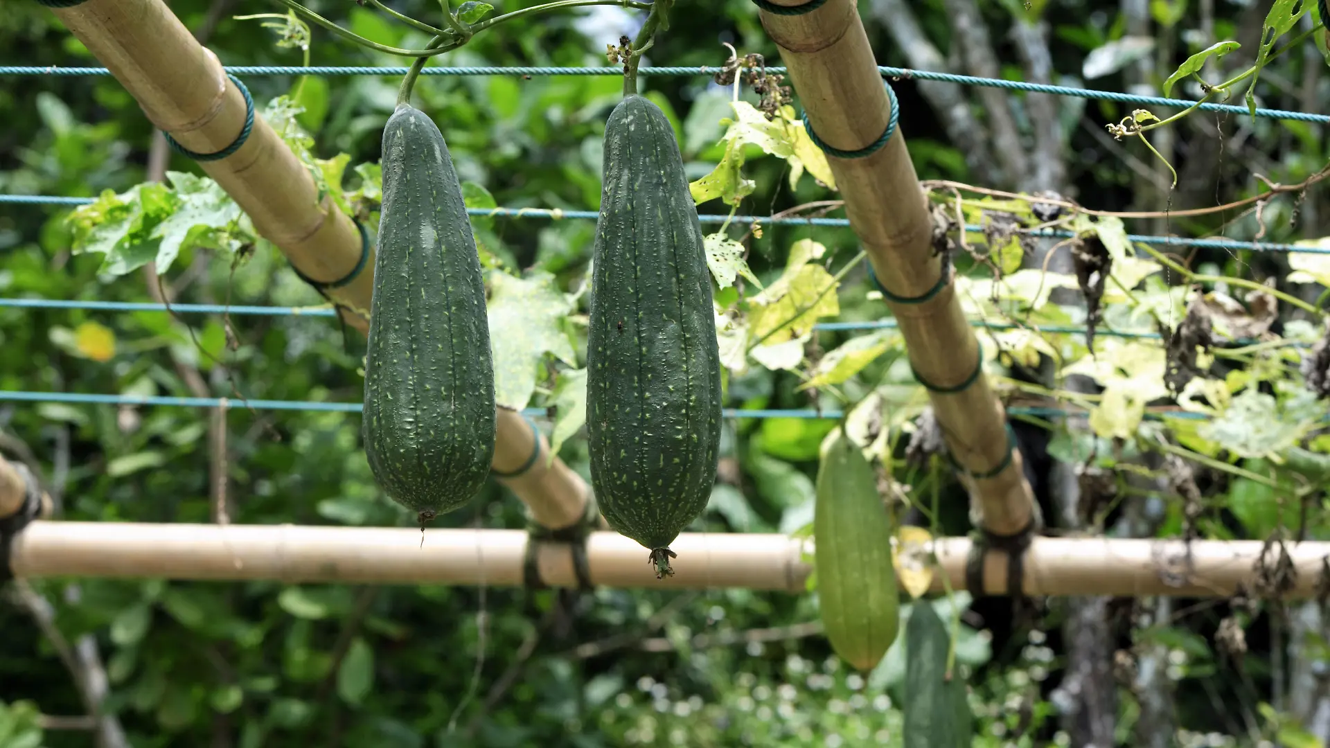 Schwammgurke / (Luffa aegyptiaca) / Luffa, Schwammkuerbis, Schwammkürbis | Verwendung weltweit