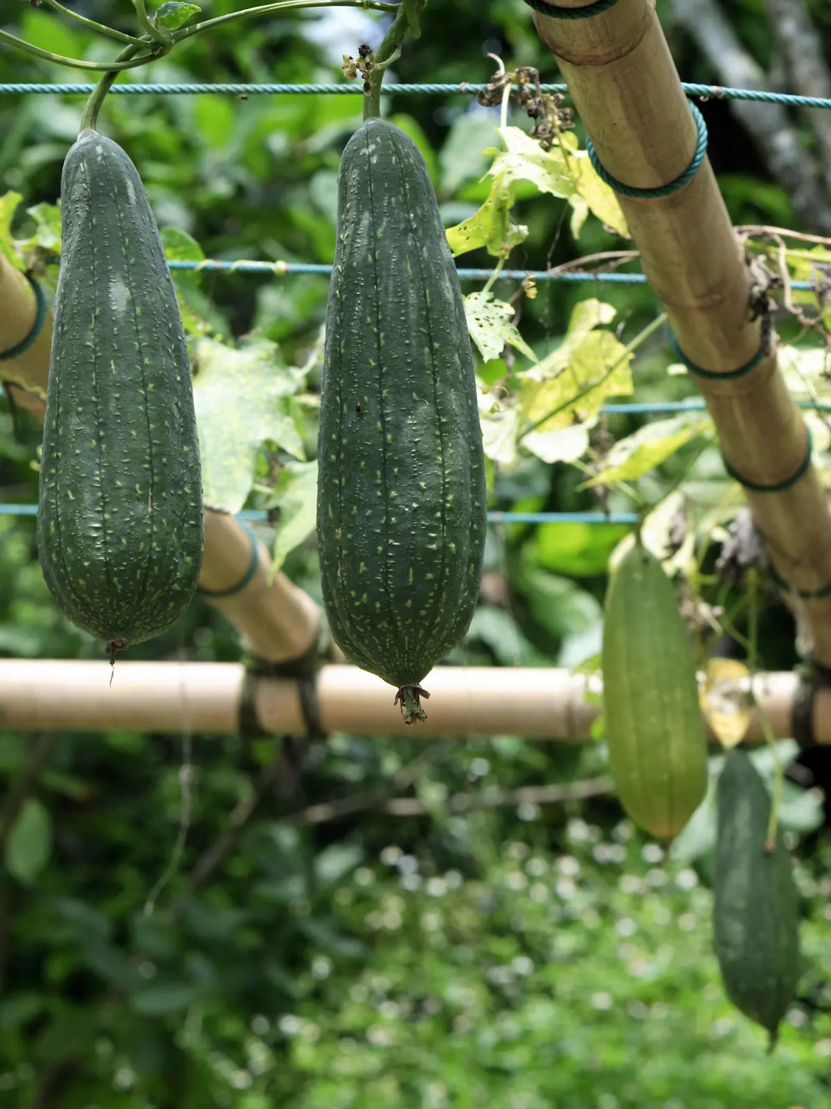 Schwammgurke / (Luffa aegyptiaca) / Luffa, Schwammkuerbis, Schwammkürbis | Verwendung weltweit