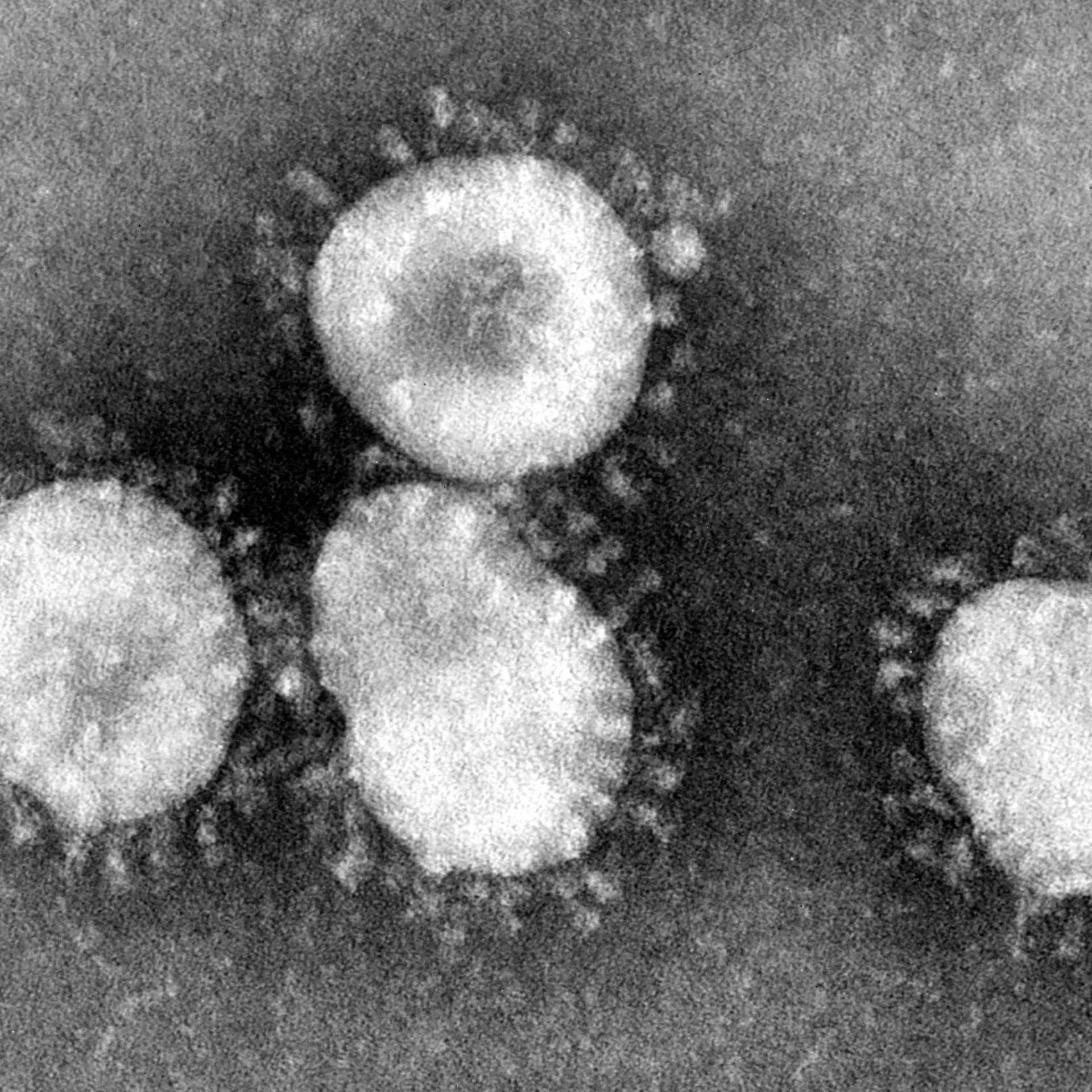 Coronavirus Logo von Coronavirus