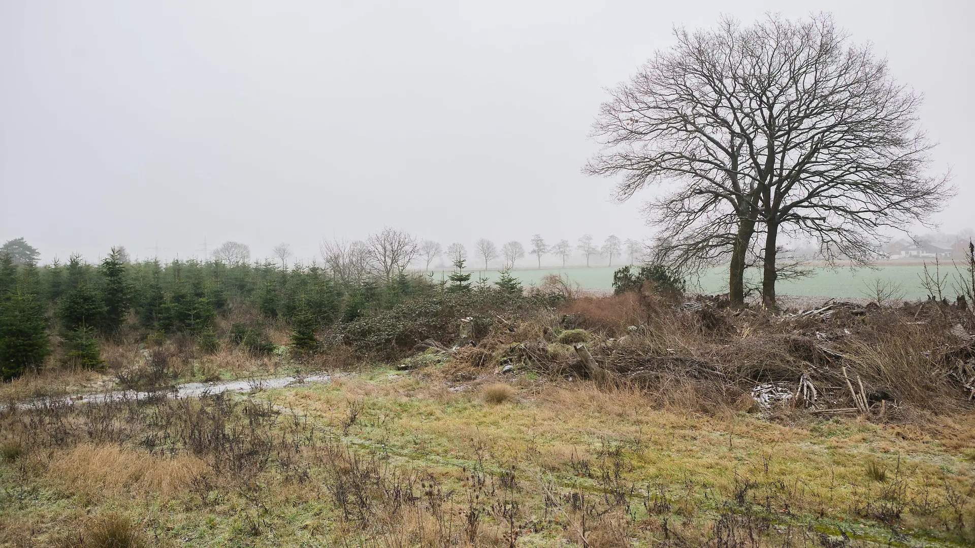 26.01.2023, Niedersachsen, Wunstorf: Blick auf eine Tannenbaumschonung und einem Brachgelände in Wunstorf-Blumenau in der Region Hannover. Nach dem Fund der Leiche eines 14-jährigen Jungen in Wunstorf bei Hannover sind für die Ermittler noch viele Fragen offen. Tatverdächtig wird ein weiterer 14-jähriger Junge. Foto: Julian Stratenschulte/dpa +++ dpa-Bildfunk +++