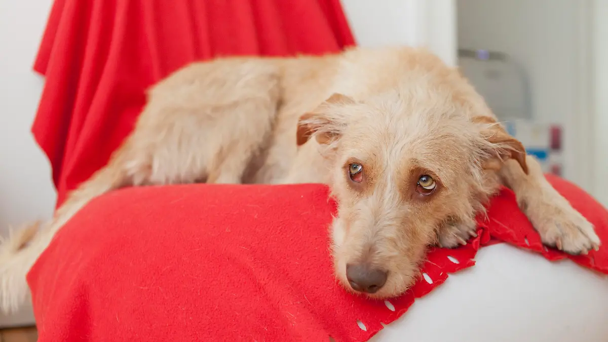Raucher gefährden ihre Tiere Hund, Katze, Maus & Co. erkranken an Krebs