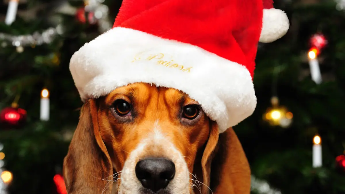 Hier schlagen Hundeherzen höher Ein ganz besonderer Weihnachtsmarkt