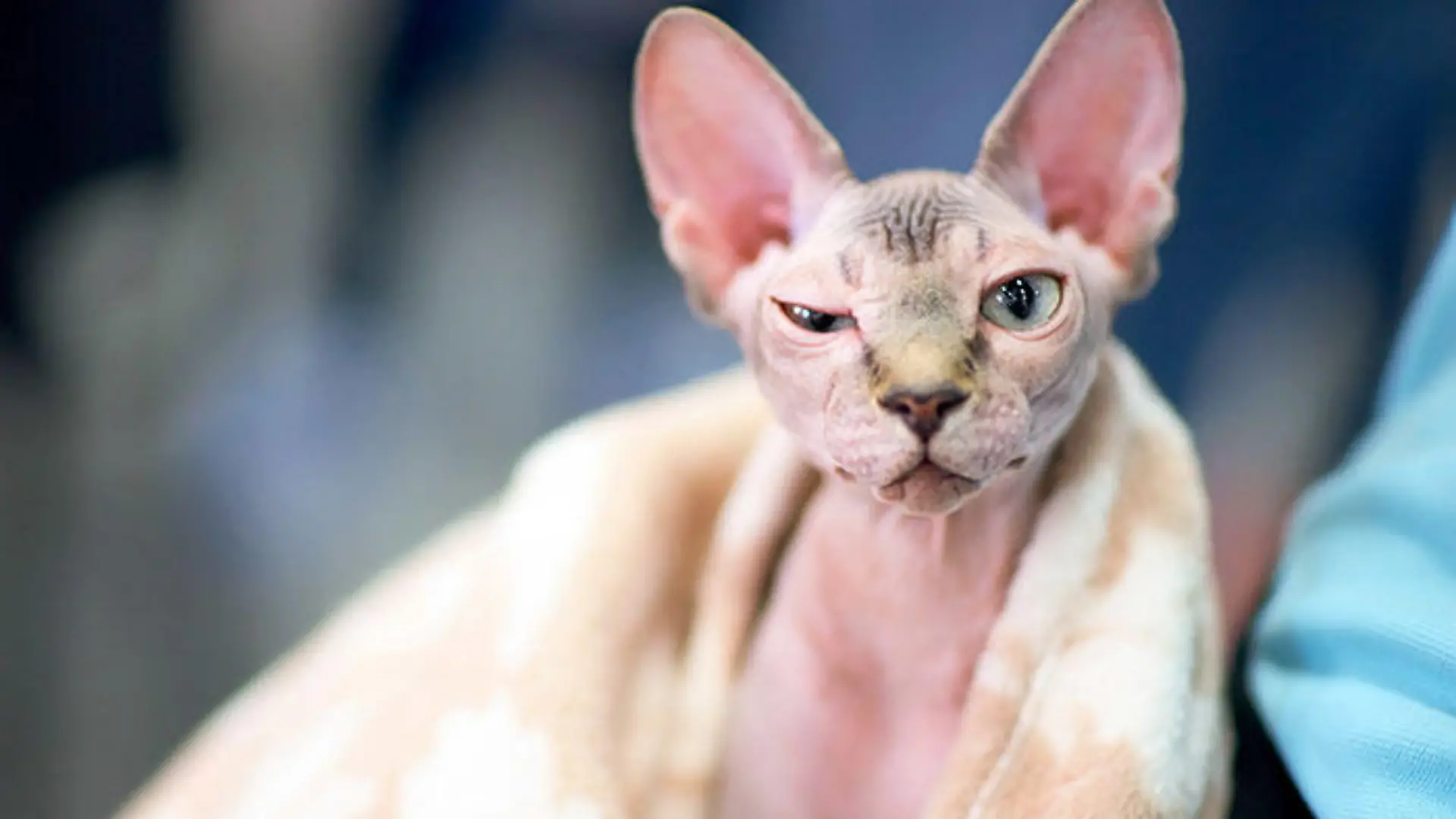 Nackte Katze mit Fell-Flaum auf der Nase