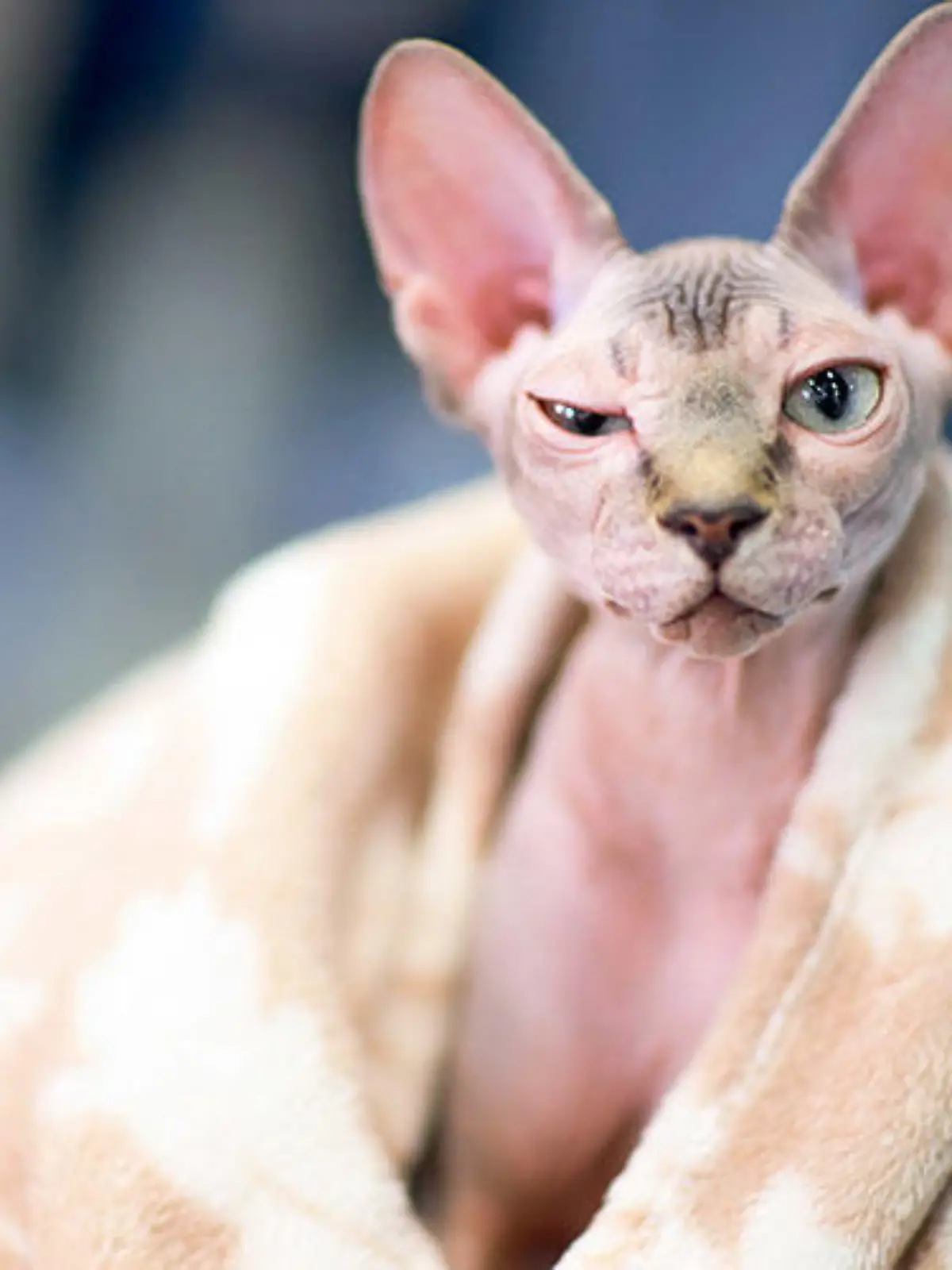 Nackte Katze mit Fell-Flaum auf der Nase